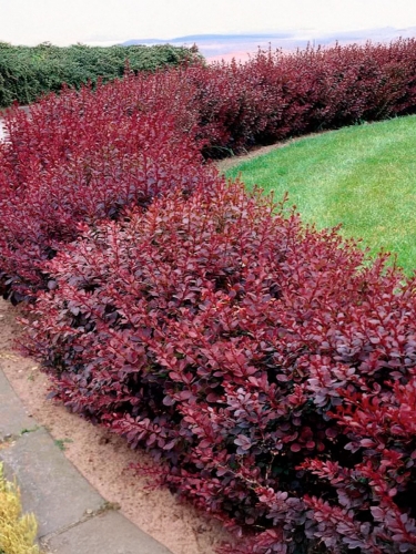 Барбарис Тунберга Red Chief (Ред Чиф)