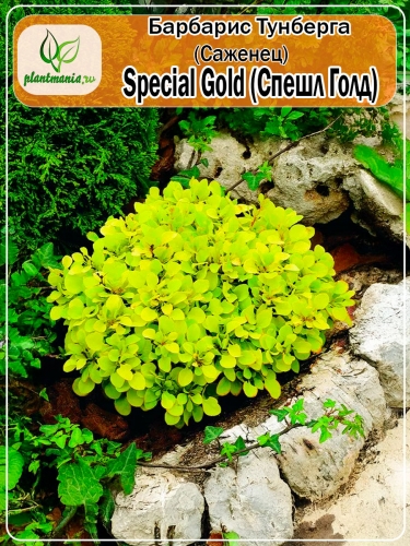 Барбарис Тунберга Special Gold (Спешл Голд)