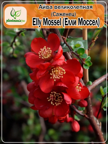 Айва великолепная Elly Mossel (Элли Моссел)