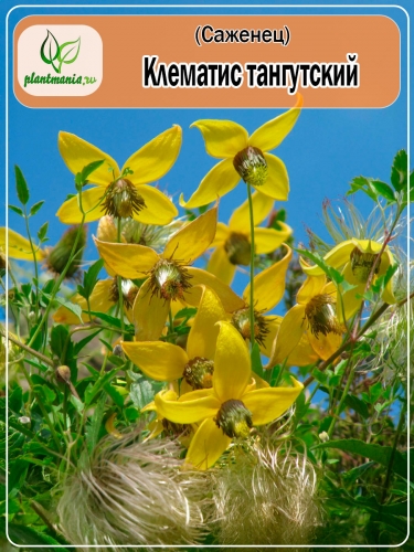 Клематис тангутский