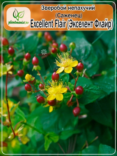 Зверобой непахучий Excellent Flair (Экселент Флайр)