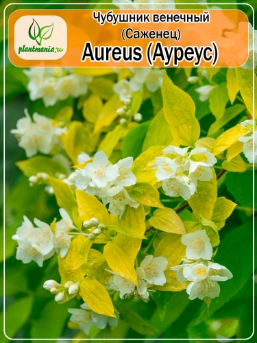 Чубушник венечный Aureus (Ауреус)