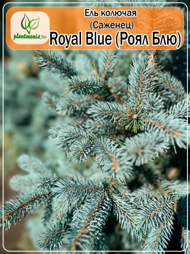 Ель колючая Royal Blue (Роял Блю) Р9