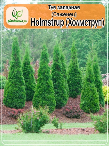 Туя западная Holmstrup (Холмструп) P9