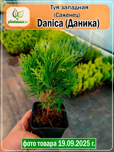 Туя западная Danica (Даника) P9