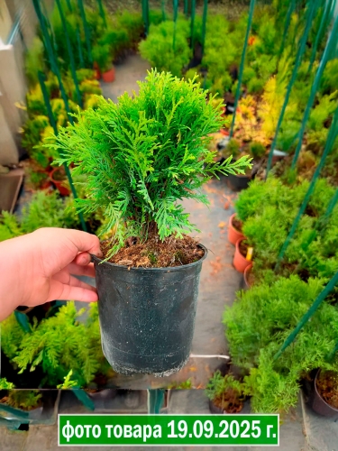 Туя западная Danica (Даника)