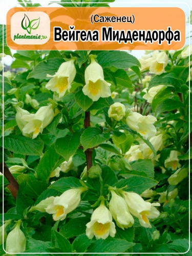 Вейгела Миддендорфа