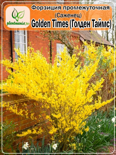 Форзиция промежуточная Golden Times (Голден Таймс)