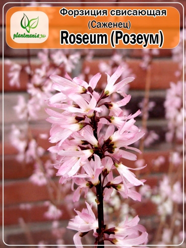 Форзиция свисающая Roseum (Розеум)
