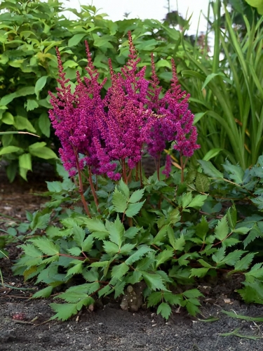 Астильба китайская Visions in Red (Вижн ин Рэд)