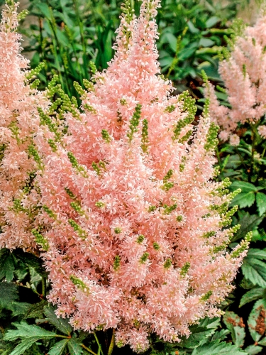 Астильба китайская Vision Inferno (Вижн Инферно)