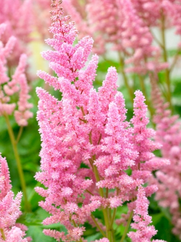 Астильба японская Queen Alexandra (Куин Александра)