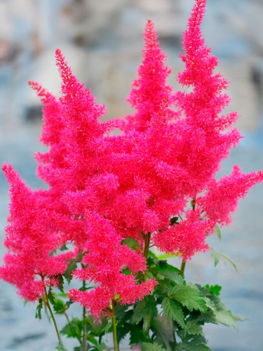 Астильба арендса Mars (Марс)