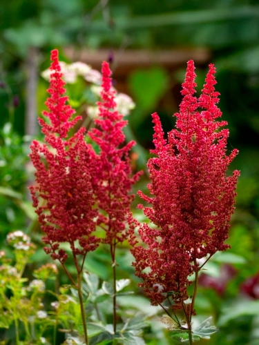 Астильба японская Vesuvius (Везувиус)