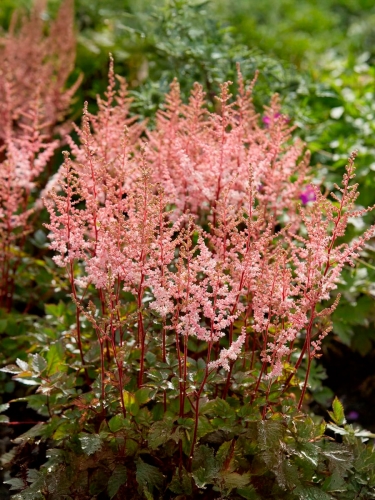 Астильба Арендса Spotlight (Спотлайт)