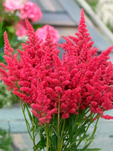 Астильба гибридная Fireberry (Файрберри)