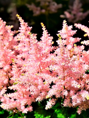 Астильба Арендса Sister Theresa (Систер Тереза)