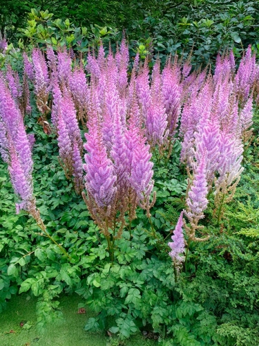 Астильба китайская Pumila (Пумила)