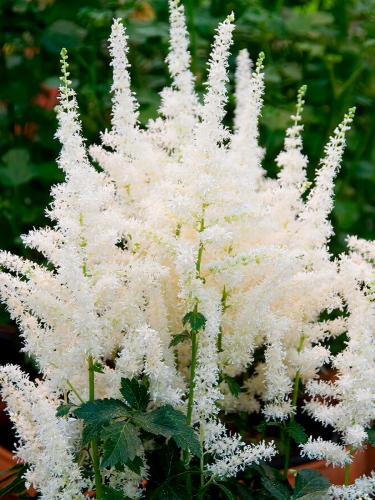 Астильба Арендса Diamant (Диамант)