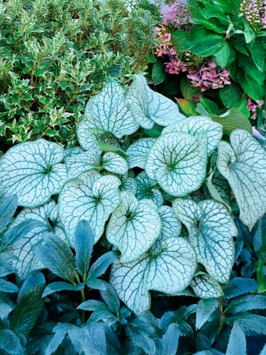 Бруннера крупнолистная Alexander's Great (Александерс Грейт)