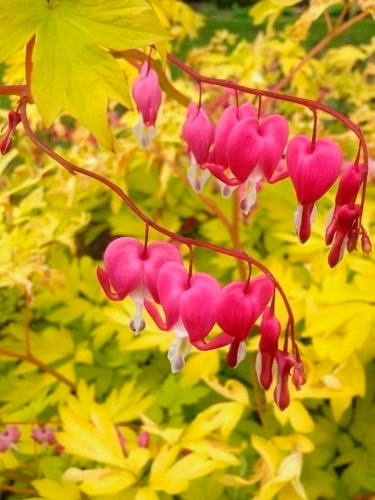 Дицентра великолепная Yellow Leaf (Еллоу Лиф)
