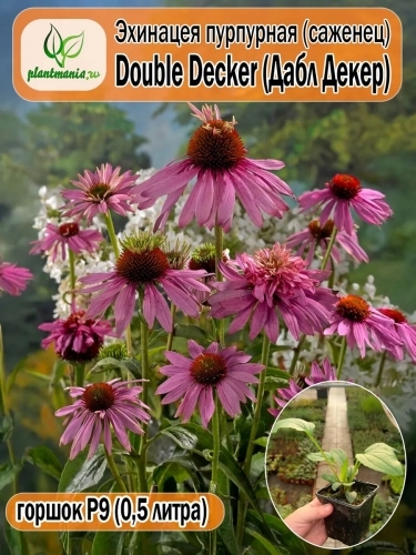 Эхинацея пурпурная Double Decker (Дабл Декер)