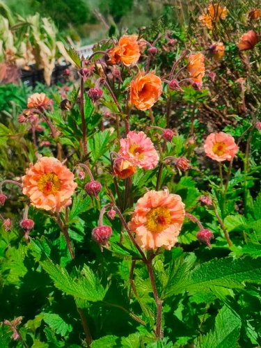 Гравилат чилийский Coral Pearl (Корал Перл)