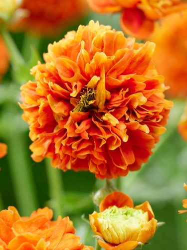 Гравилат ярко-красный Orange Pumpkin (Ориндж Пампкин)