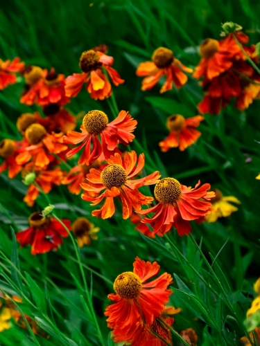 Гелениум гибридный Moerheim Beauty (Моерхайм Бьюти)