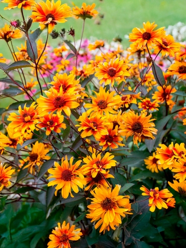 Гелиопсис Burning Hearts (Бёрнинг Хартс)