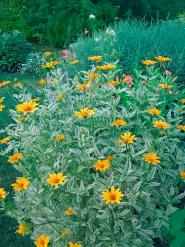 Гелиопсис пестролистный Variegata Oriole (Вариегата Ориол)