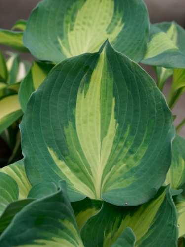 Хоста Dream Queen (Дрим Квин)