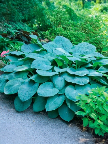 Хоста Зибольда Elegans (Элеганс)