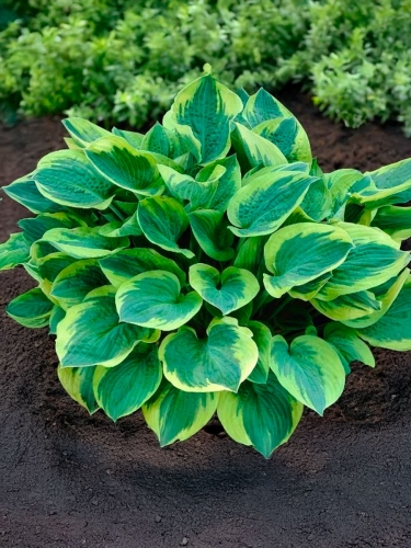 Хоста Зибольда Frances Williams (Френсис Вильямс)