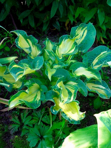 Хоста Golden Meadows (Голден Мидоу)