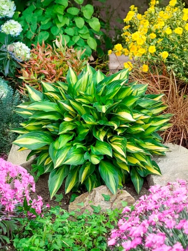 Хоста Lakeside Little Tuft (Лэйксайд Литл Тафт)