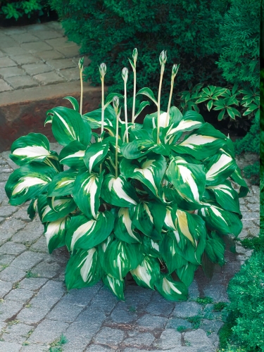 Хоста волнистая Mediovariegata (Медиовариегата)