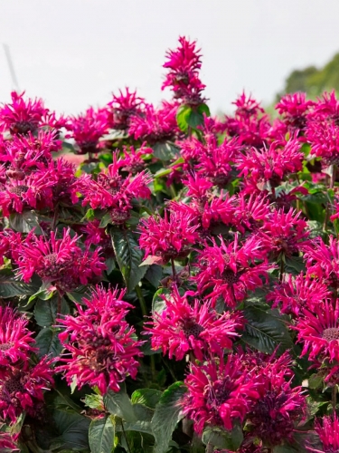 Монарда гибридная Bee-True (Би Тру)