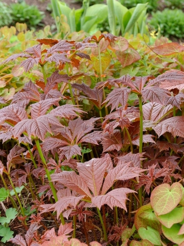 Роджерсия подофиловая Braunlaub (Браунлаб)