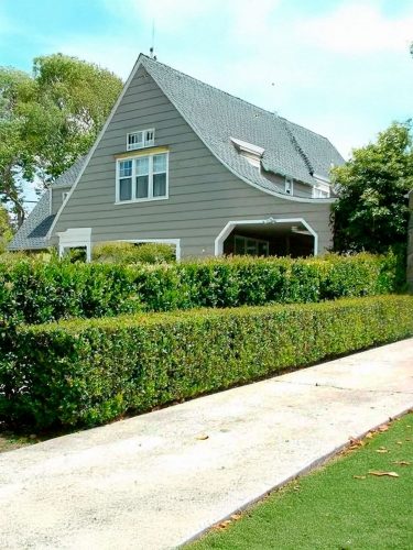 Кизильник блестящий