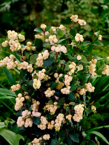 Снежноягодник белый