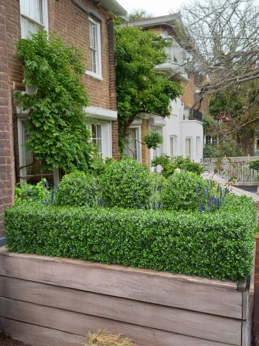 Самшит вечнозеленый