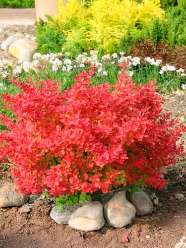 Барбарис Тунберга Desperados (Десперадос)