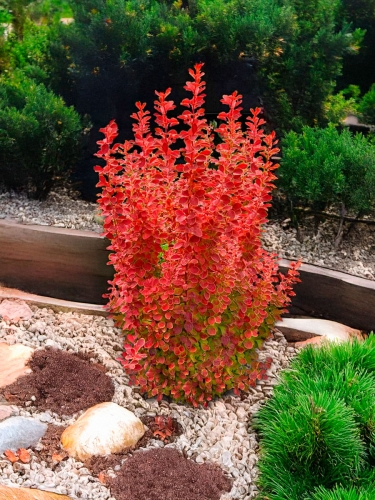 Барбарис тунберга Orange Tower (Оранж Тауэр)