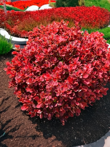 Барбарис Тунберга Ruby Star (Руби Стар)