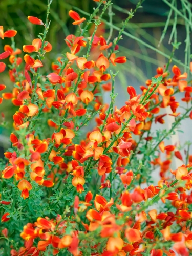 Ракитник венечный Lena (Лена)