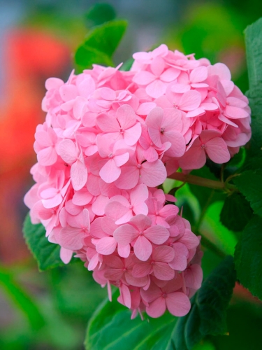 Гортензия крупнолистная Bouquet Rose (Букет Роуз)