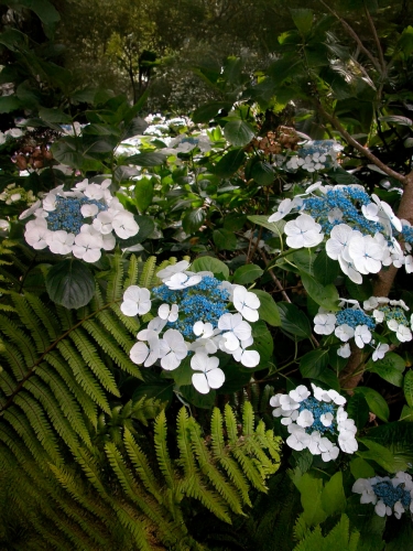 Гортензия крупнолистная Libelle (Либелла)