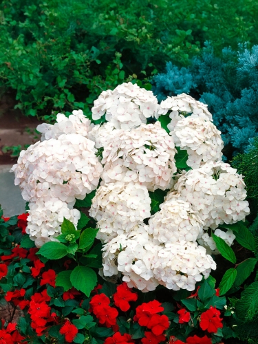 Гортензия крупнолистная Madame E Moulliere (Мадам Мулье)