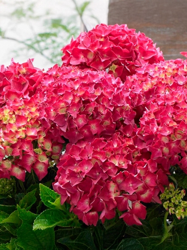 Гортензия крупнолистная Red Beauty (Ред Бьюти)